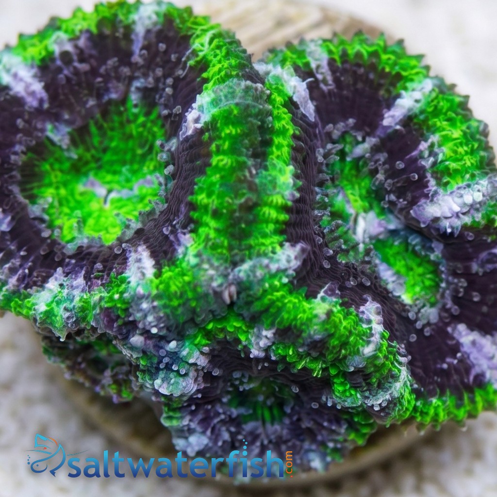 Acan Lord (Micromussa): Bi-Color - Aquacultured