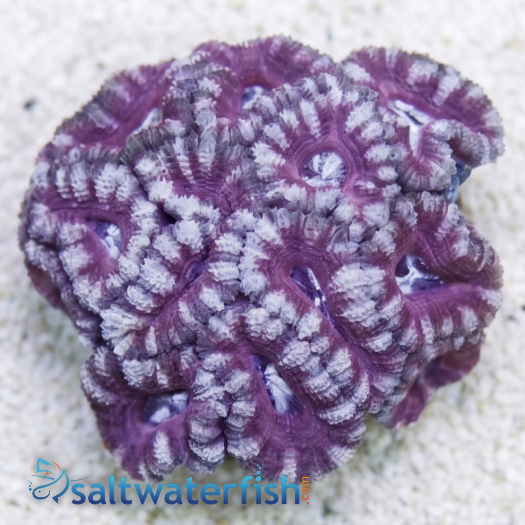 Acan Lord (Micromussa): Bi-Color - Aquacultured