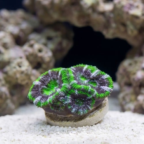 Acan Lord (Micromussa): Bi-Color - Australia