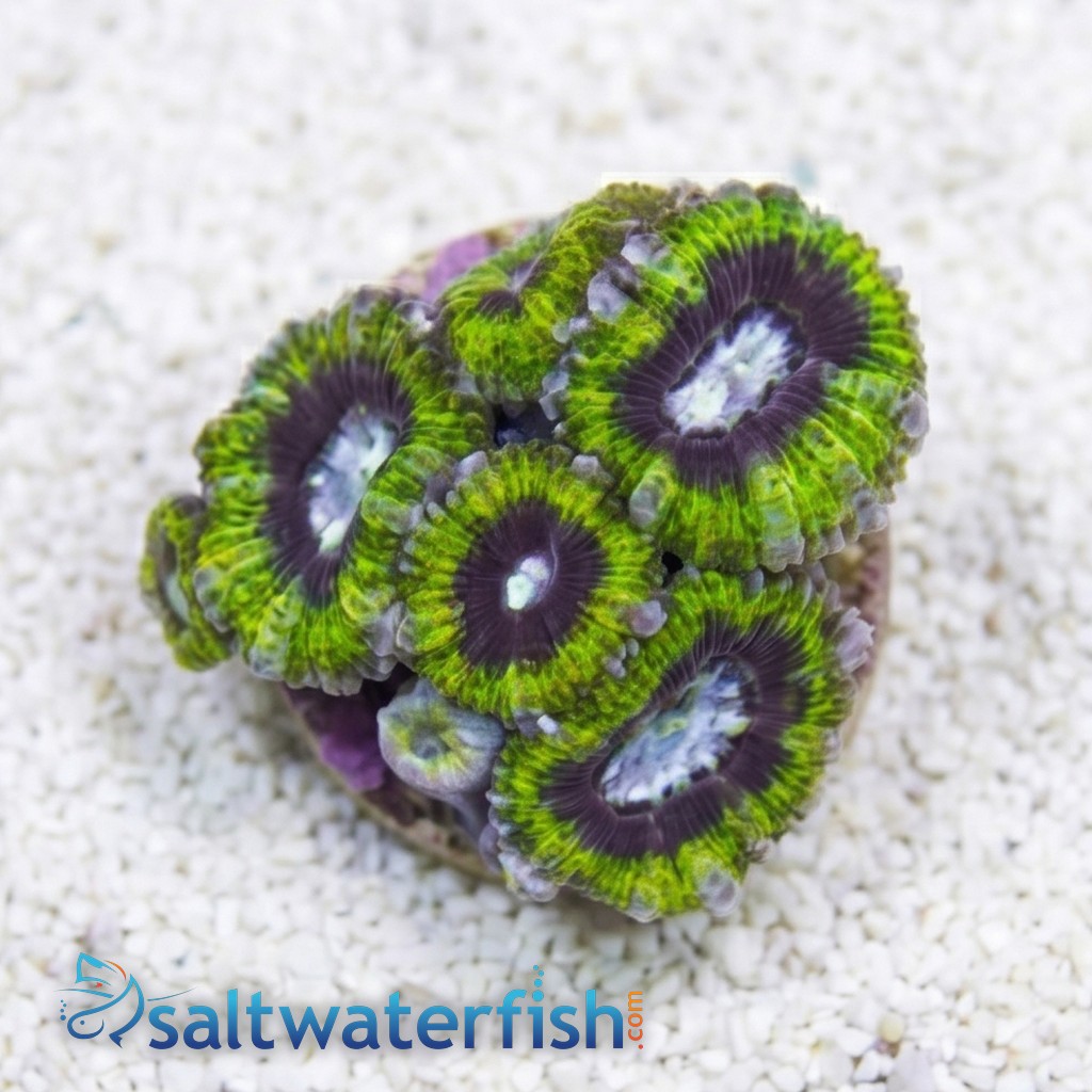 Acan Lord : Tri-Color :  Australia - Aquaucltured