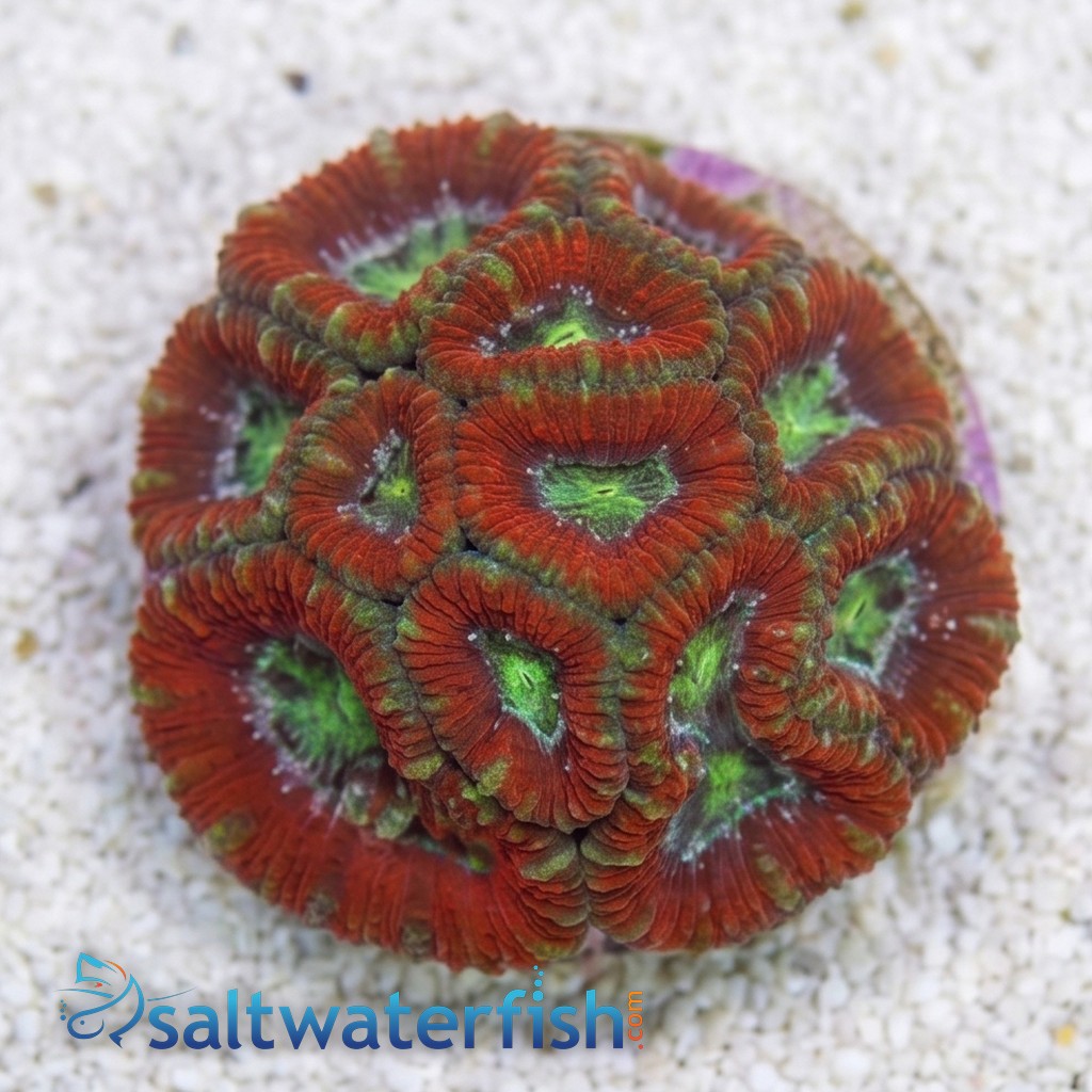 Acan Lord : Tri-Color :  Australia - Aquaucltured