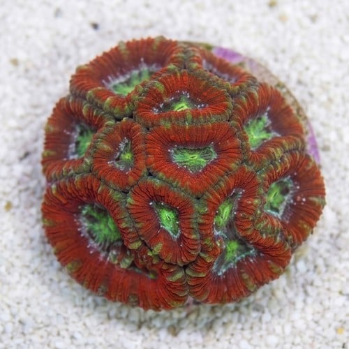 Acan Lord : Tri-Color :  Australia - Aquaucltured
