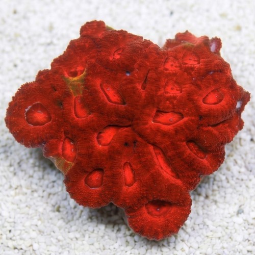 Acan Lord (Micromussa): Single Color - Australia