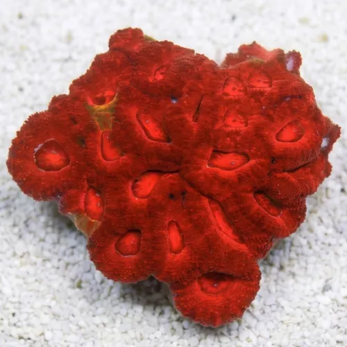 Acan Lord (Micromussa): Single Color - Australia