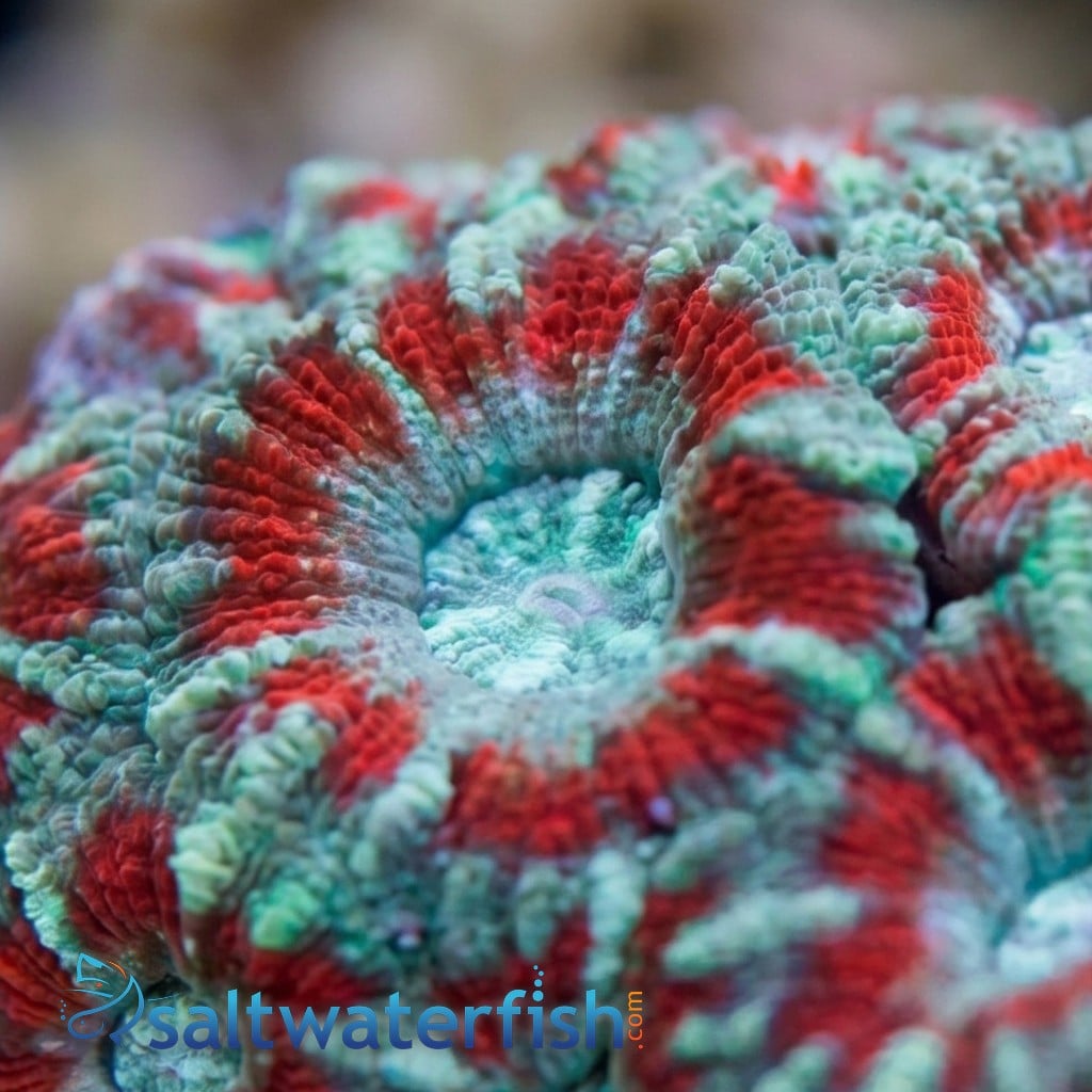 Acanthastrea Colored 