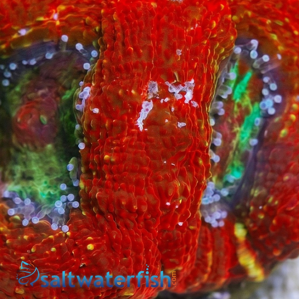 Acan Bowerbanki : Red W/ Green Center - Australia