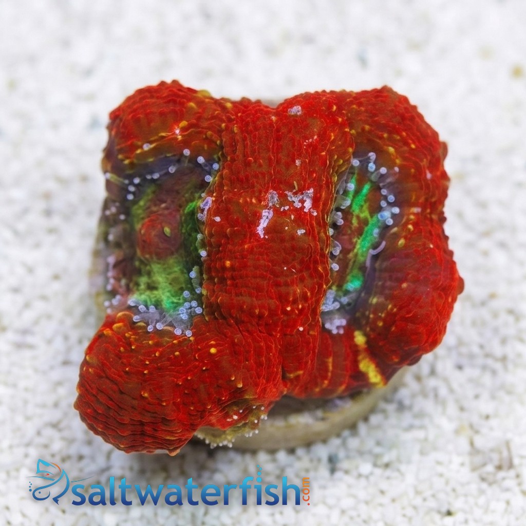 Acan Bowerbanki : Red W/ Green Center - Australia