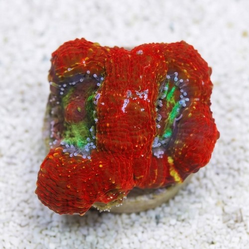 Acan Bowerbanki : Red W/ Green Center - Australia