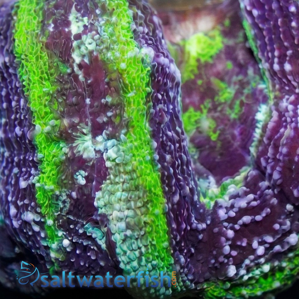 Acan Bowerbanki : Green W/ Purple Ring - Australia
