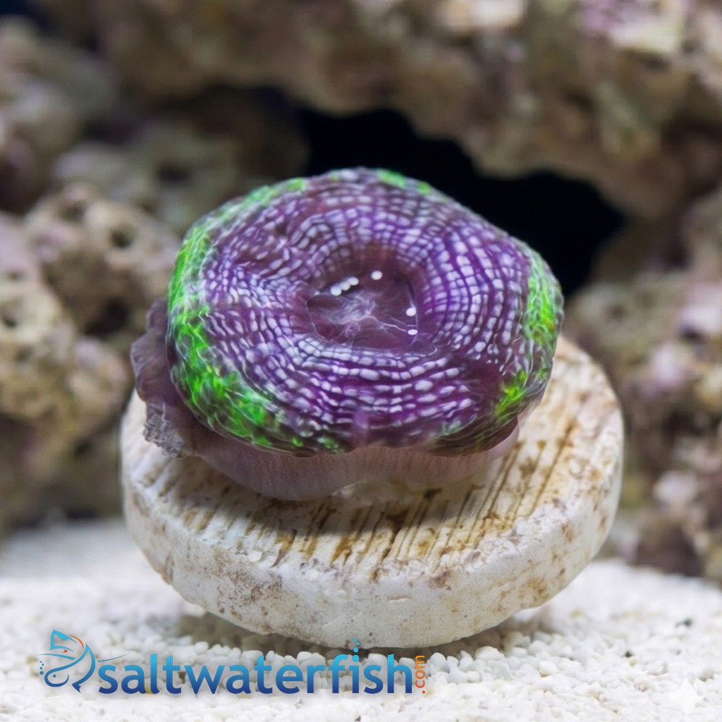 Acan Bowerbanki : Green W/ Purple Ring - Australia