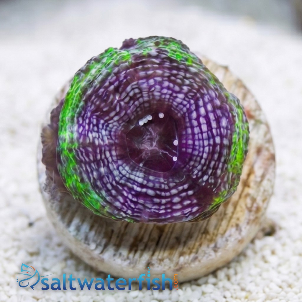 Acan Bowerbanki : Green W/ Purple Ring - Australia