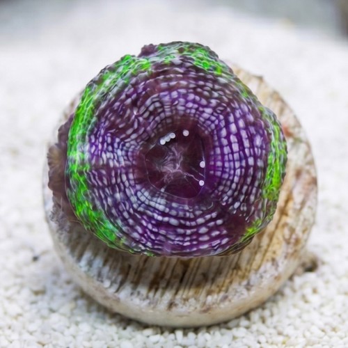 Acan Bowerbanki : Green W/ Purple Ring - Australia