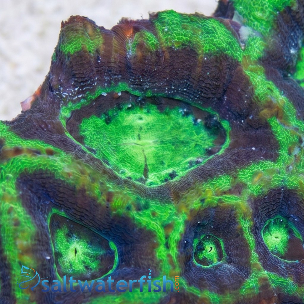 Acan Bowerbanki : Green W/ Purple Ring - Australia