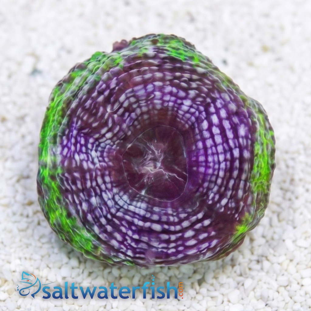 Acan Bowerbanki : Green W/ Purple Ring - Australia