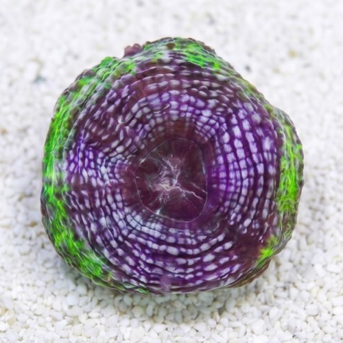 Acan Bowerbanki : Green W/ Purple Ring - Australia