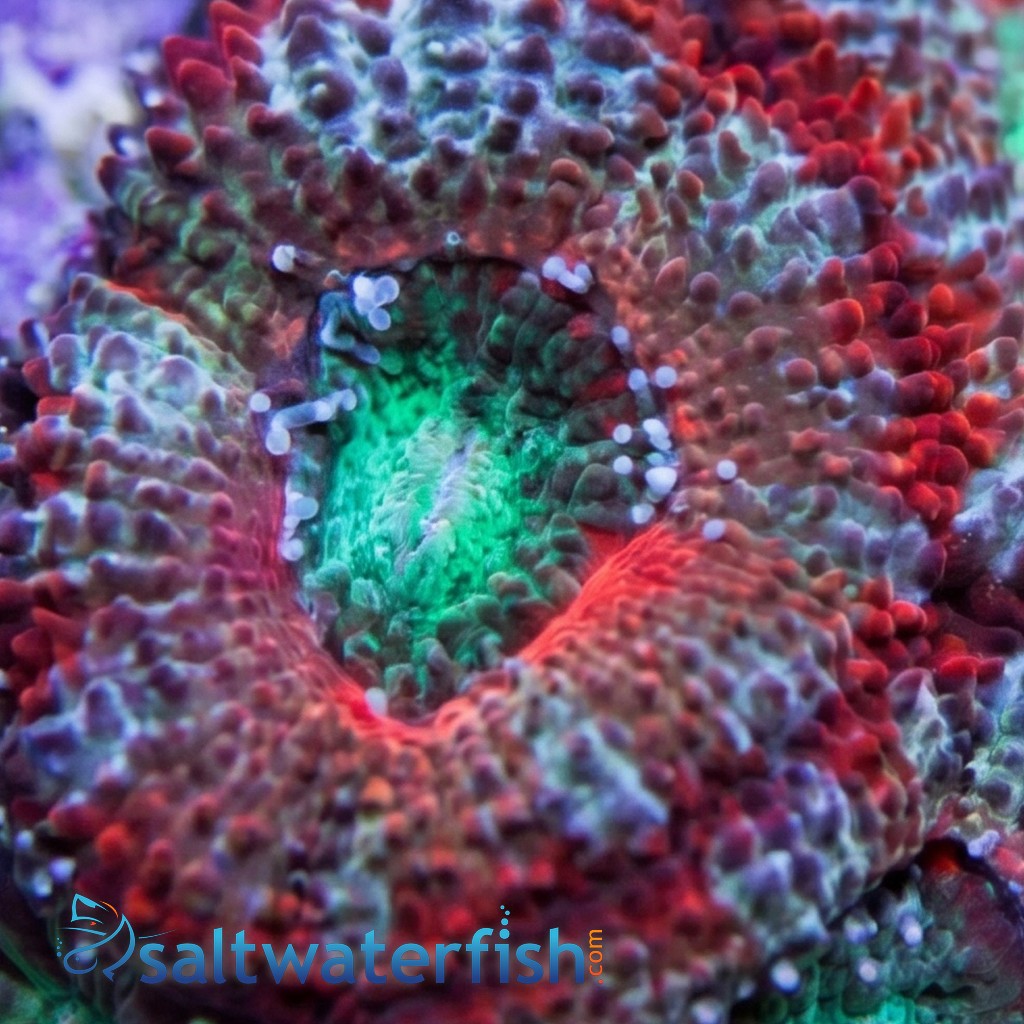 Acan Lord : Tri-Color : Australia - Aquaucltured