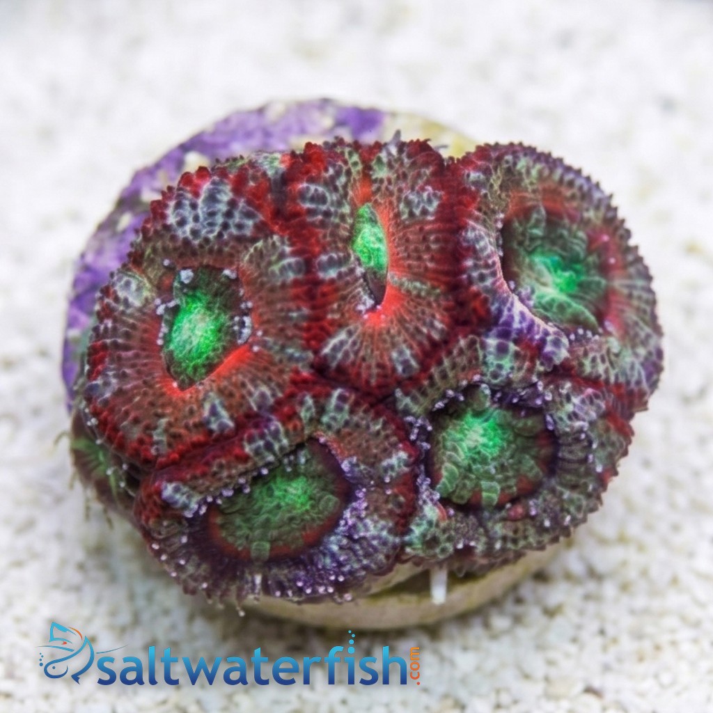 Acan Lord : Tri-Color : Australia - Aquaucltured