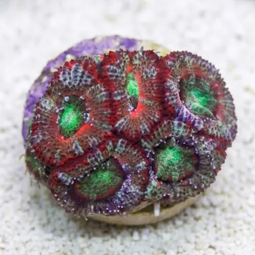 Acan Lord : Tri-Color : Australia - Aquaucltured