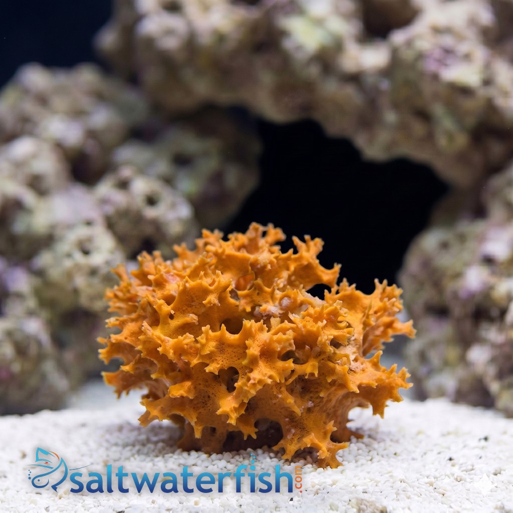 Honeycomb Sponge: Orange