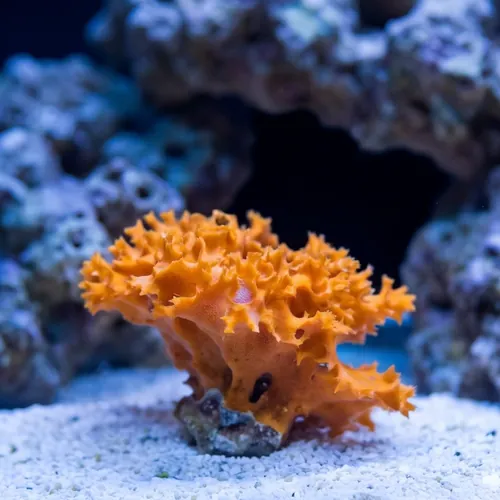 Honeycomb Sponge: Orange
