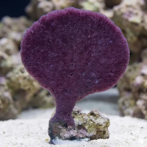 Elephant Ear Sponge: Orange