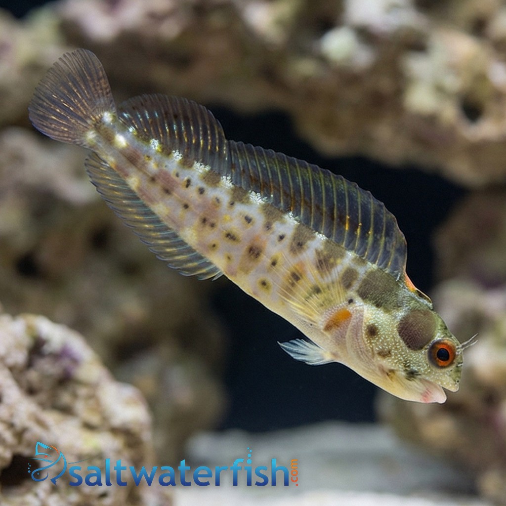 Panamic Barnacle Blenny