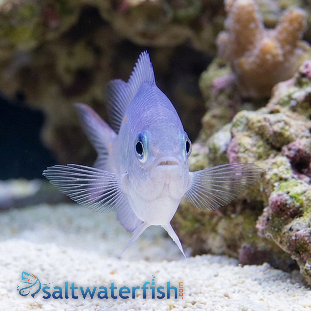 Orange Line Chromis