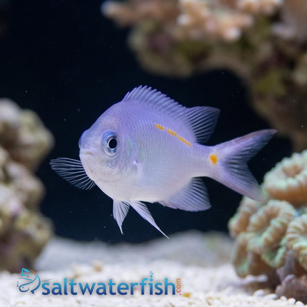 Orange Line Chromis