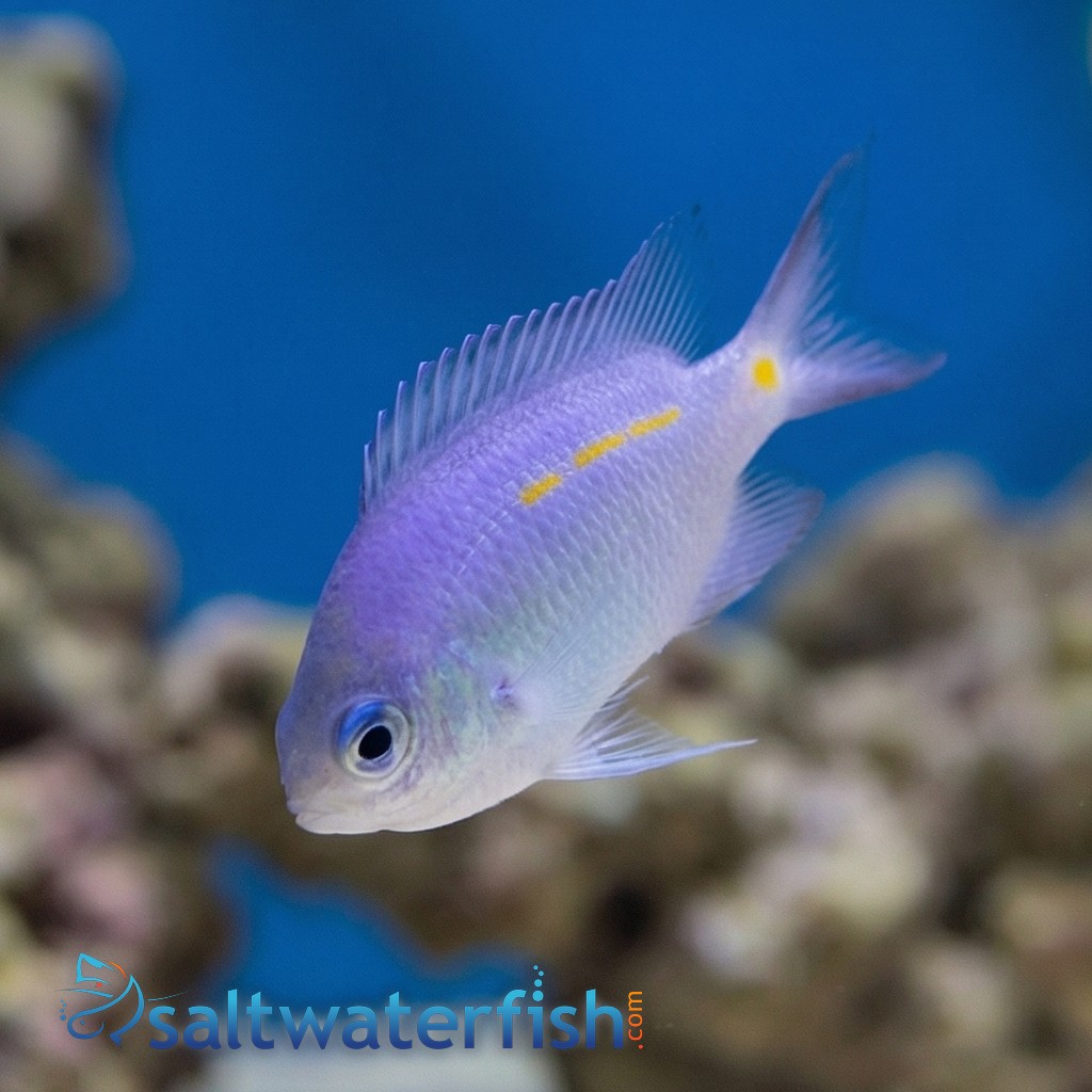 Orange Line Chromis