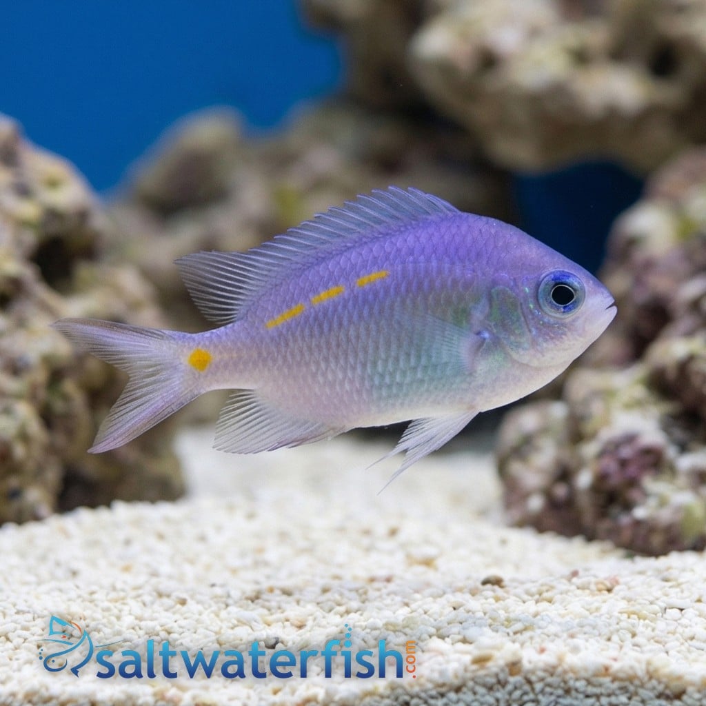 Orange Line Chromis