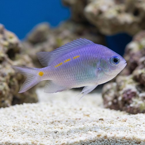 Orange Line Chromis
