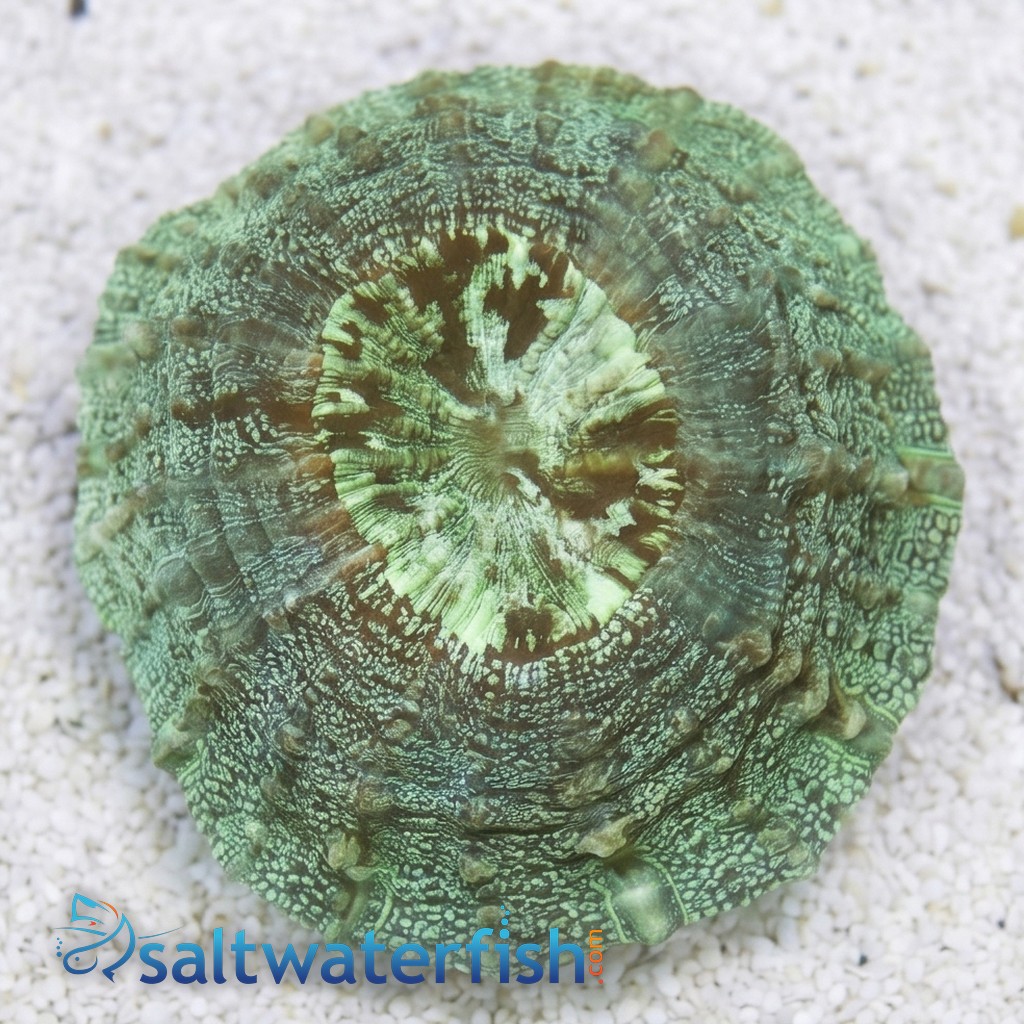 Doughnut (Button) Coral: Green
