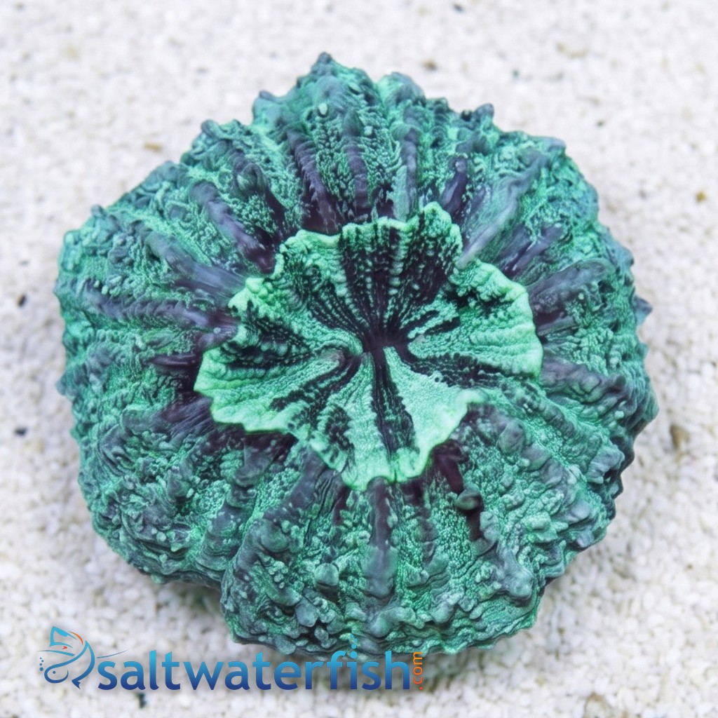 Doughnut (Button) Coral: Green