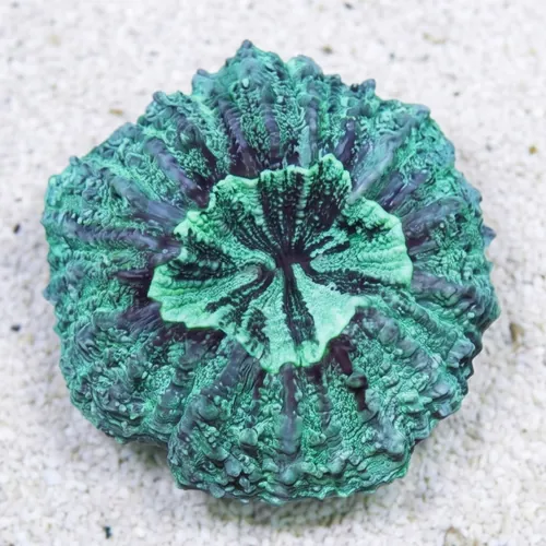 Doughnut (Button) Coral: Green