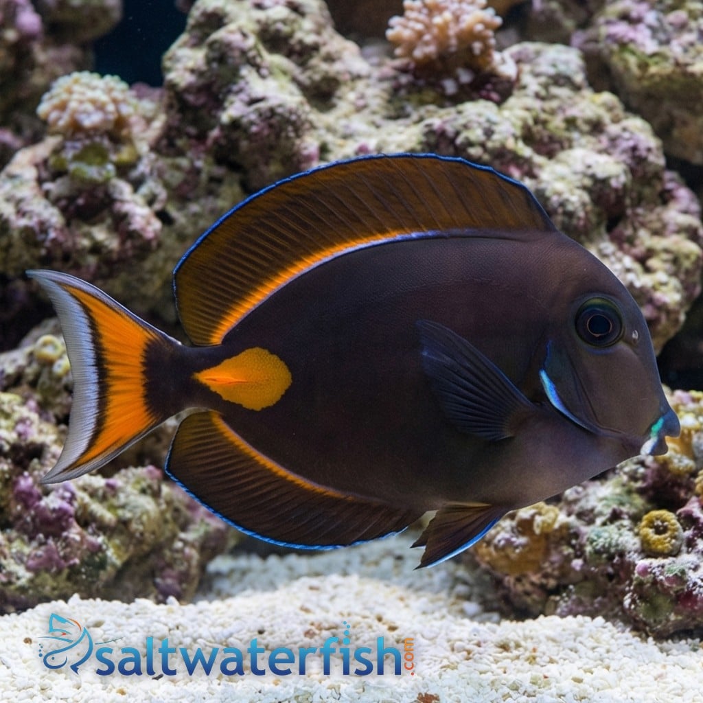 Achilles Tang