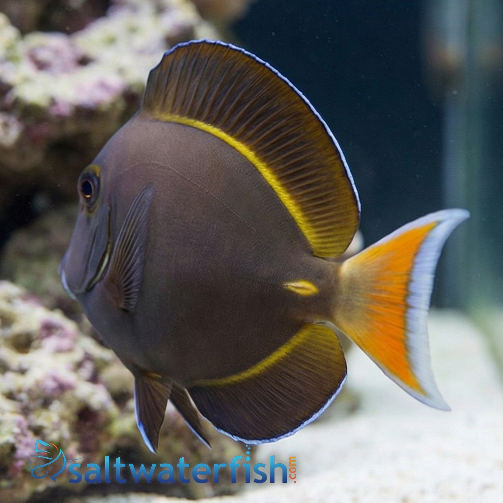 Hybrid Achilles X White Cheek Tang
