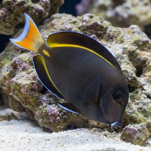Hybrid Achilles X White Cheek Tang