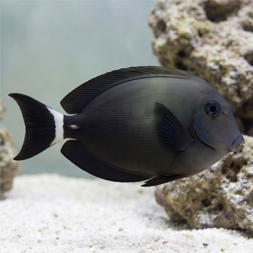 Ring Tail Tang  