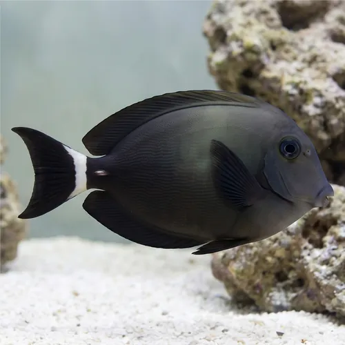 Ring Tail Tang