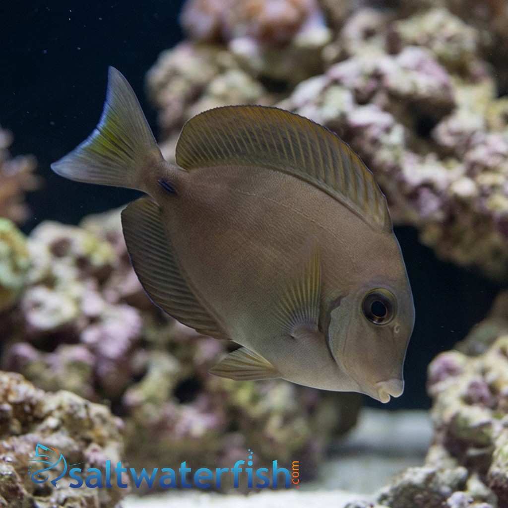 Ocean Surgeonfish