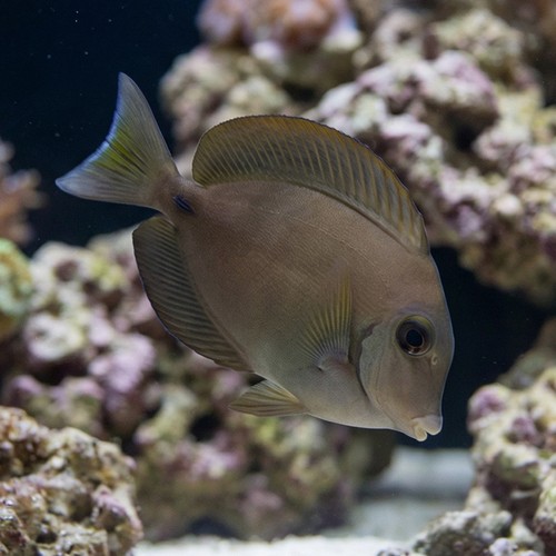 Ocean Surgeonfish