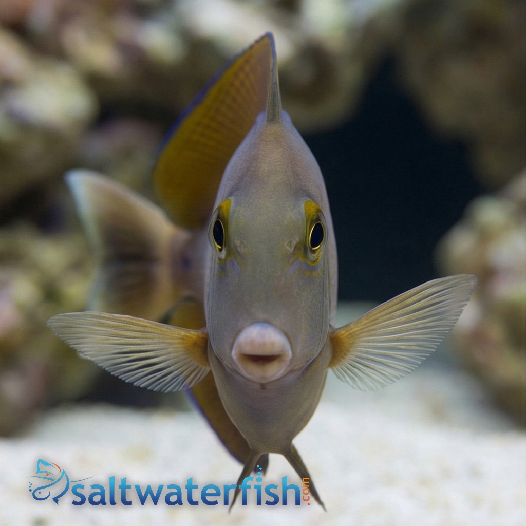 Black Spot Tang