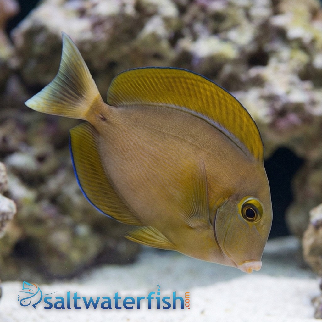 Black Spot Tang