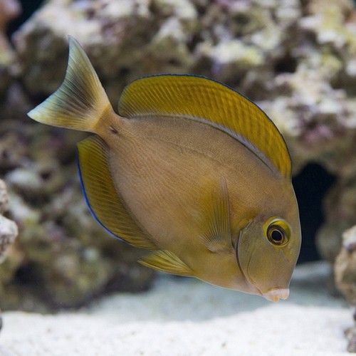 Black Spot Tang