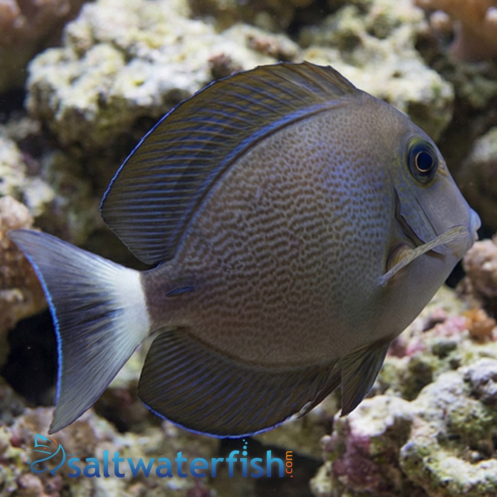 Blochii Surgeonfish