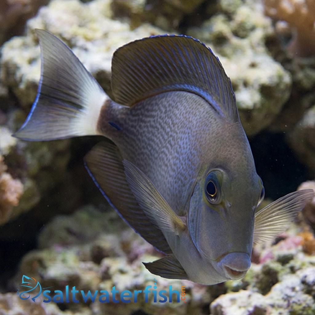 Blochii Surgeonfish