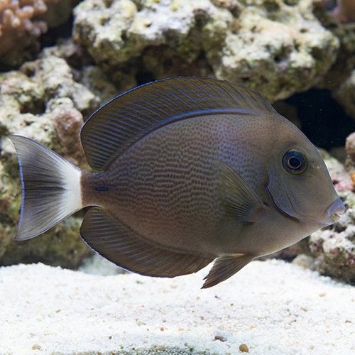 Blochii Surgeonfish