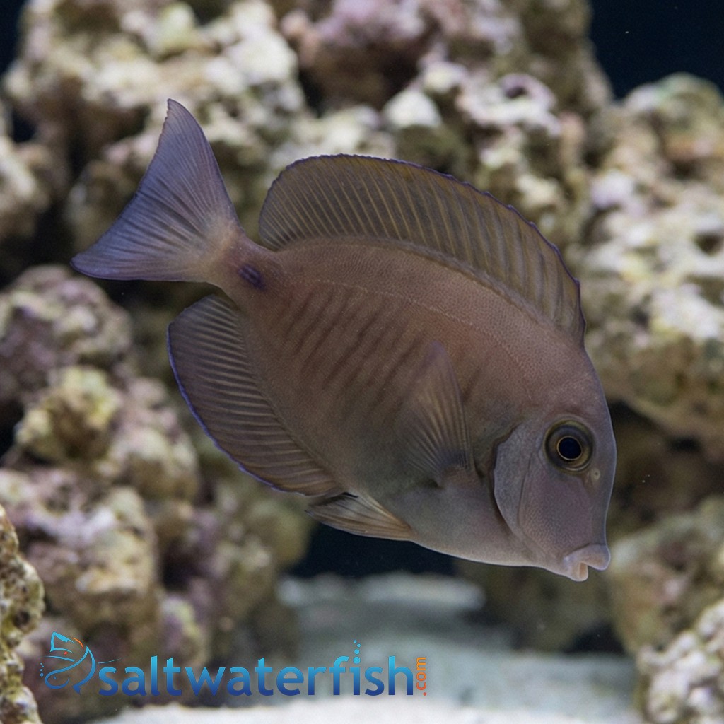Doctorfish Tang