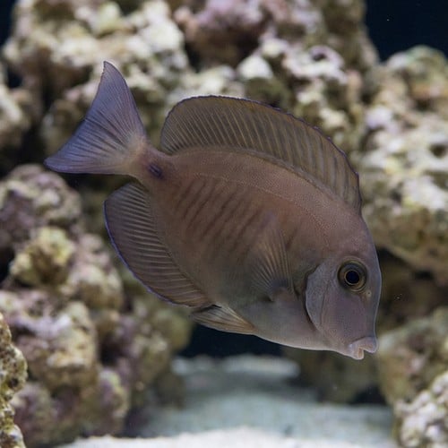 Doctorfish Tang