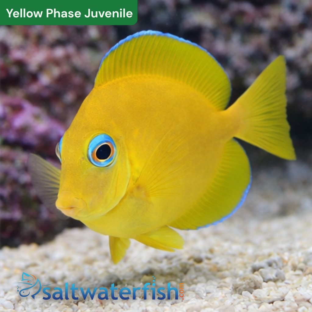 Atlantic Blue Tang